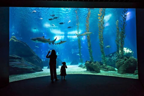 Ein Erwachsener und ein Kind stehen in Ehrfurcht vor einem groÃŸen Aquarium und beobachten Haie und