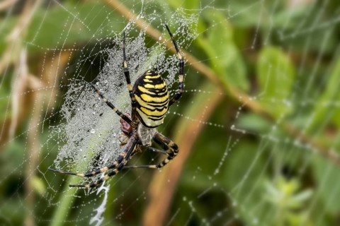 Wasp spider (Argiope bruennichi, Aranea brünnichii) feeding on caught insect in spiral orb web