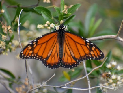 Monarch butterfly (danaus erippus, the sister species of Danaus plexippus) on wildflower