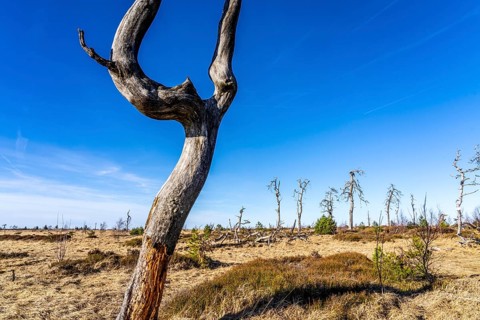 Noir Flohay ghost forest, remnants of a forest fire from 2011 in the High Fens, high moor, in the