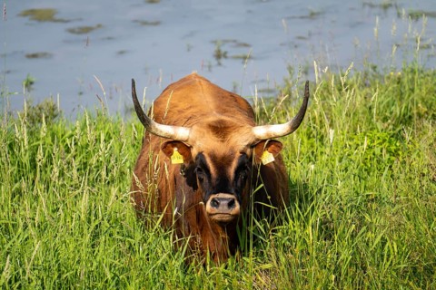 Herd of Hecker cattle in the Kiebitzwiese nature reserve, on the territory of the town of
