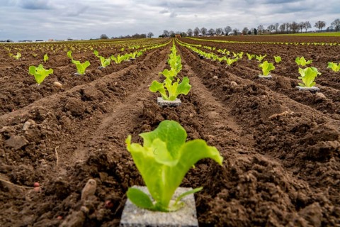 Lettuce plants, in press pots, they are planted in a field with a planting machine, agriculture,