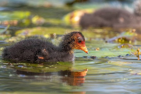 Eurasian burbot (Fulica atra) chick swimming on the water. Bas Rhin, Alsace, France, Europe