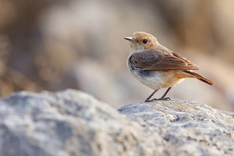 Arabian Wheatear, (Oenanthe lugentoide, Middle East, Oman, Jabal Samhan, Salalah, Dhofar, Oman,