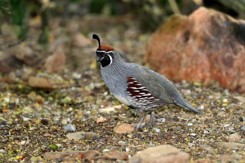 Gambel's quail (Callipepla gambelii), adult, male, alert, Sonoran Desert, Arizona, North America,