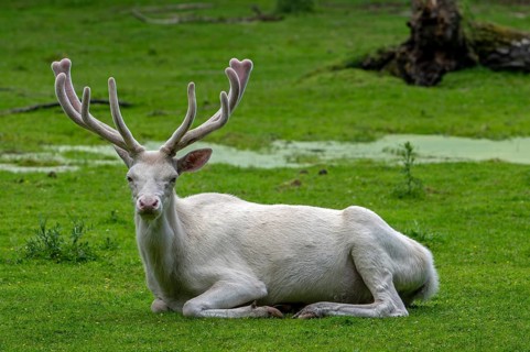 Leucistic red deer (Cervus elaphus) stag, white morph at forest edge with antlers covered in velvet