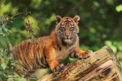 Sumatran tiger (Panthera tigris sumatrae), young, captive, native to Sumatra, Indonesia, Asia