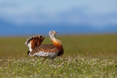Great bustard (Otis tarda), Outarde barbue, Avutarda Comun, Spain, Toledo, Hides De Calera / Great