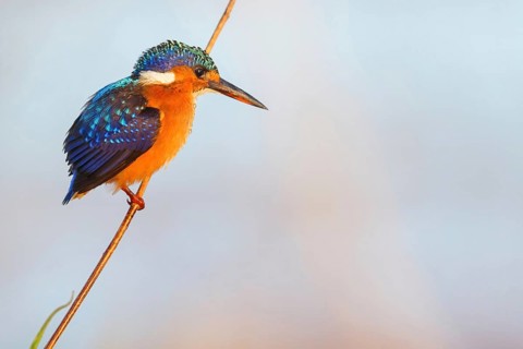 Crested Kingfisher, Corythohrnis cristatus, (Alcedo cristata), Kingfisher family, Malachite