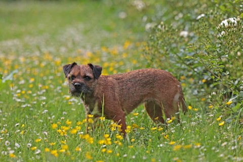Border Terrier