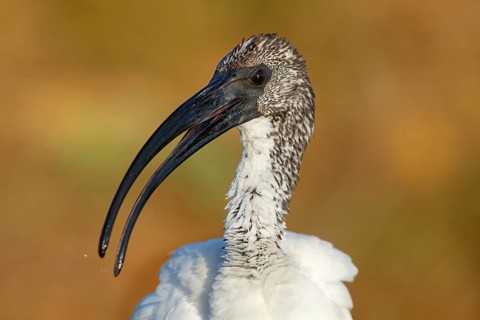 African sacred ibis (Threskiornis aethiopicus), family of ibises and spoonbills, Raysut, Salalah,