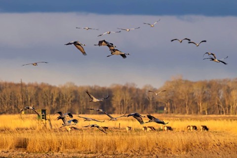 Eine Schar fliegender Vögel über einem Feld bei Sonnenuntergang, die eine ruhige, freie AtmosphÃ¤re