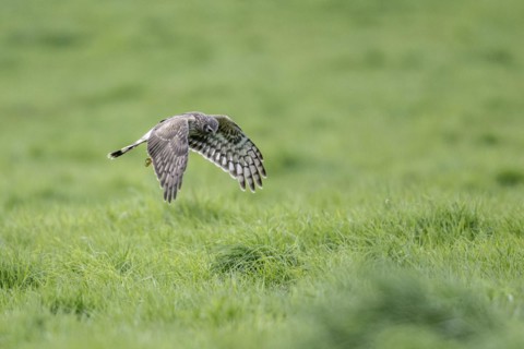 Hen harrier (Circus cyaneus), Emsland, Lower Saxony, Germany, Europe
