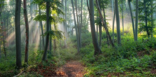 Hiking trail through natural green beech forest in the morning light, the sun shines through the