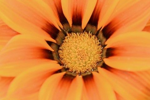 Gazania or Mittagsgold 'Kiss Orange' (Gazania hybride), flower detail, ornamental plant, North