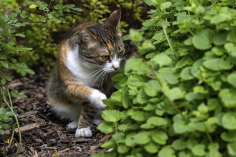 Cat, European shorthair, felidae (Felis catus), tricoloured, sniffing a plant, Baden-Württemberg,