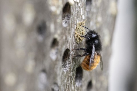 Hornfaced bee (Osmia cornuta), Emsland, Lower Saxony, Germany, Europe