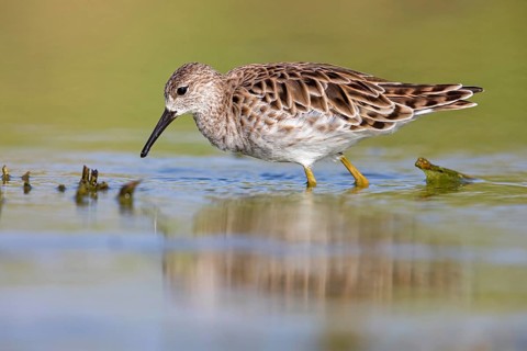 Ruff (Philomachus pugnax), female, Narew, Bialystok, Podlasie, Poland, Europe