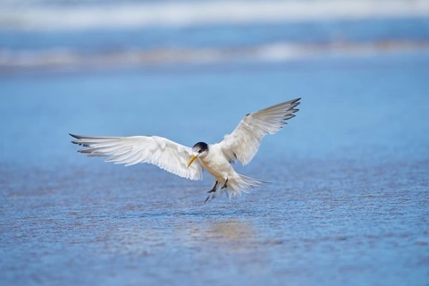 Greater crested tern (Thalasseus bergii) wildlife in Australia