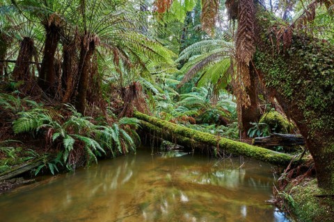 Nature landscape of a brook through the rainforest in the Great Otway National Park in spring,