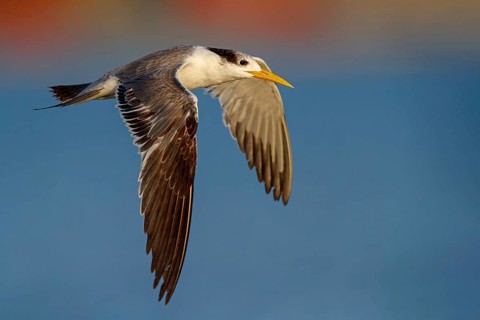 Caspian Tern, flight photo, (Thalasseus bergii), East Khawr / Khawr Ad Dahariz, Salalah, Dhofar,