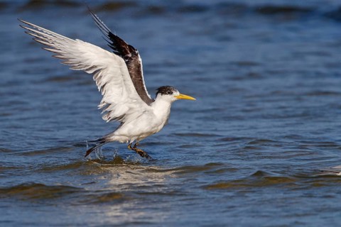 Common Tern, flight photo, (Thalasseus bergii), landing in the water, East Khawr / Khawr Ad