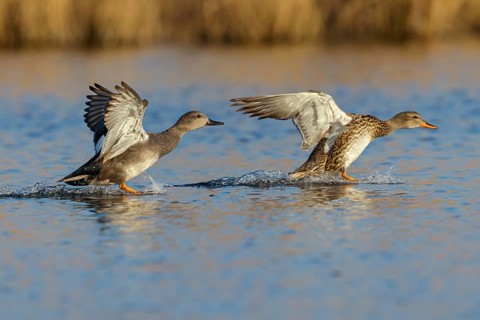 Gadwall, (Anas strepera), Mareca strepera, Wagbachniederung, Baden-Württemberg, Federal Republic of