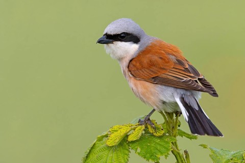 Red-backed shrike, red-backed shrike, thorn-backed shrike, family of shrikes, (Lanius collurio),