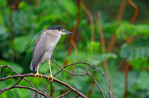 Black-crowned black crowned night heron (Nycticorax nycticorax), Bihoreau gris, HÃˆron bihoreau,