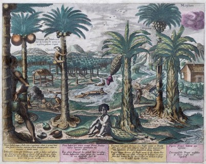 Exotic fruits and plants, including banana and coconut palm, hand-coloured copperplate engraving by