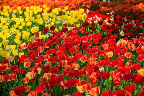 Flower meadow with colourful tulips, Mainau Island, Lake Constance, Baden-Württemberg, Germany,