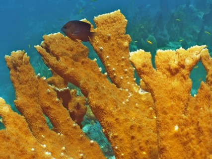 Close-up of elkhorn coral (Acropora palmata), dive site John Pennekamp Coral Reef State Park, Key