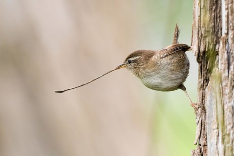 Eurasian wren (Troglodytes troglodytes) with a long blade of grass in its beak on a tree trunk,