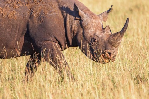 Black rhinoceros (Diceros bicornis) walking on a grass savanna in Africa, Maasai Mara, Kenya,
