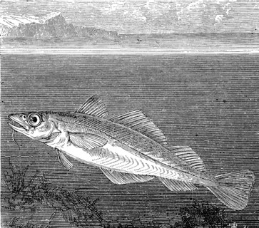 Atlantic cod or codfish, Gadus morhua, in an illustration from 1870, Historical, digital