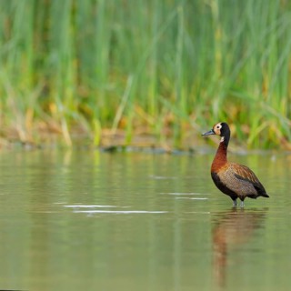 White-faced Whistling Duck, White-faced Whistling-Duck, White-faced Whistling-duck, (Dendrocygna