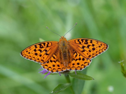 High brown fritillary (Argynnis adippe), High brown fritillary, butterfly, insect, Black Forest,