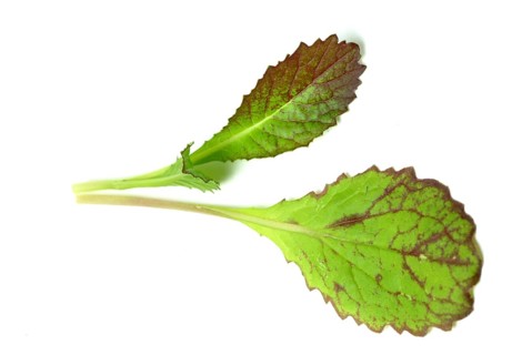 Salat, Gemüse, Rohkoste, Rote Senfsprossen, Brassica juncea / Senfgras, Blattsenf, Indischer Senf,