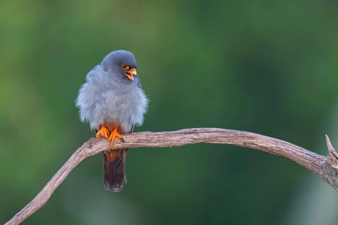 Red-footed Falcon, (Falco vespertinu), perching station, falcon family, Tower Hide, Tiszaalpar,