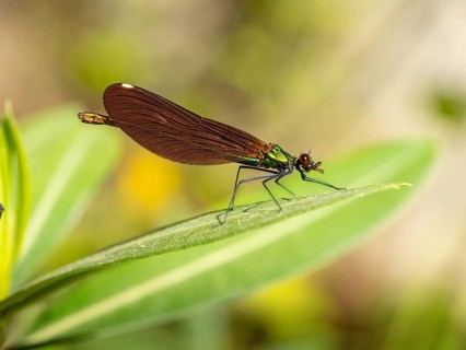 Dragonfly, Dragonfly, Dragonfly, Greece, Lesbos Island, (Crocothemis erythraea), Lesbos, Lesbos