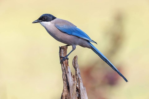 Blue magpie, (Cyanopica cyanus), Hides De Calera / Magpie Hide, Calera Y Chozas, Castilla La Mancha