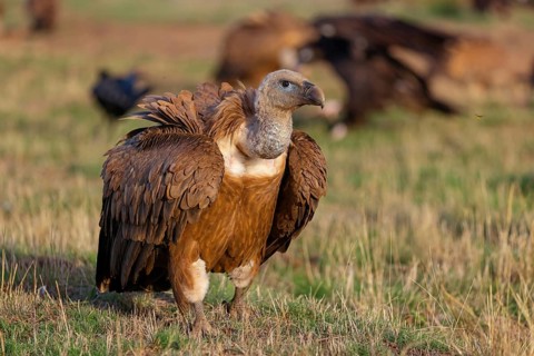 Griffon Vulture, Eurasian Griffon Vulture, Griffon Vulture, Eurasian Griffon, (Gyps fulvu), Vautour