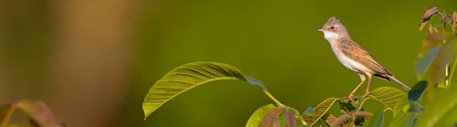 Common whitethroat (Sylvia communis), Fauvette grisette, Curruca Zarcera, Songbird, Shrub Wren,