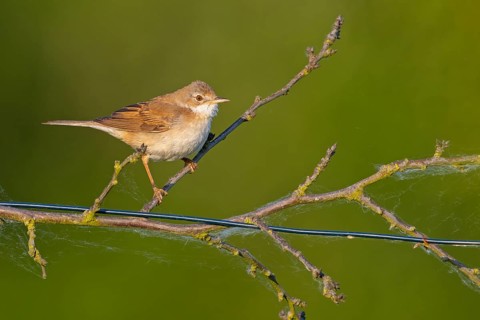 Whitethroat, common whitethroat (Sylvia communis), Fauvette grisette, Curruca Zarcera, songbird,