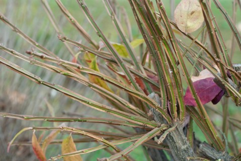 Cork-winged spindle bush (Euonymus alatus 'Compactus'), BS SÃ¤mann, Bautzen, 81