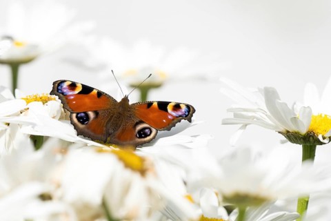 A peacock butterfly (Inachis io, Nymphalis io) sitting on white flowers, daisies, close-up, Hesse,
