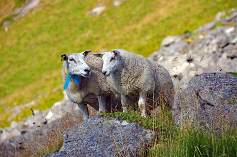 Two sheep standing on rocky terrain in the middle of green meadows in a mountainous natural