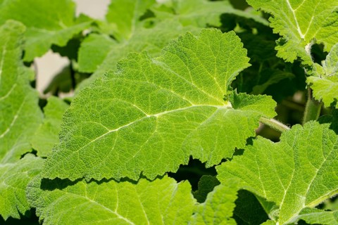 Close-up of clary (Salvia sclarea) leaves, Ternitz, Lower Austria, Austria, Europe