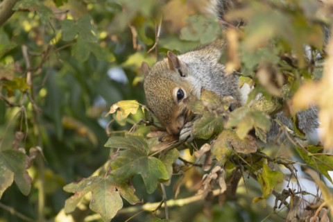 Grey squirrel (Sciurus carolinensis) adult animal feeding in a Field maple tree, England, United