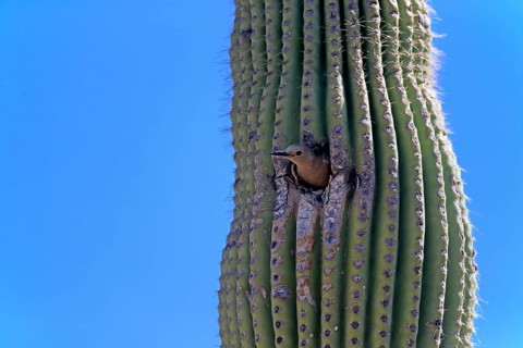 Gila woodpecker (Melanerpes uropygialis), adult, female, looking out of breeding cavity, Saguaro